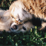 dog and cat pets snuggling outside on green grass