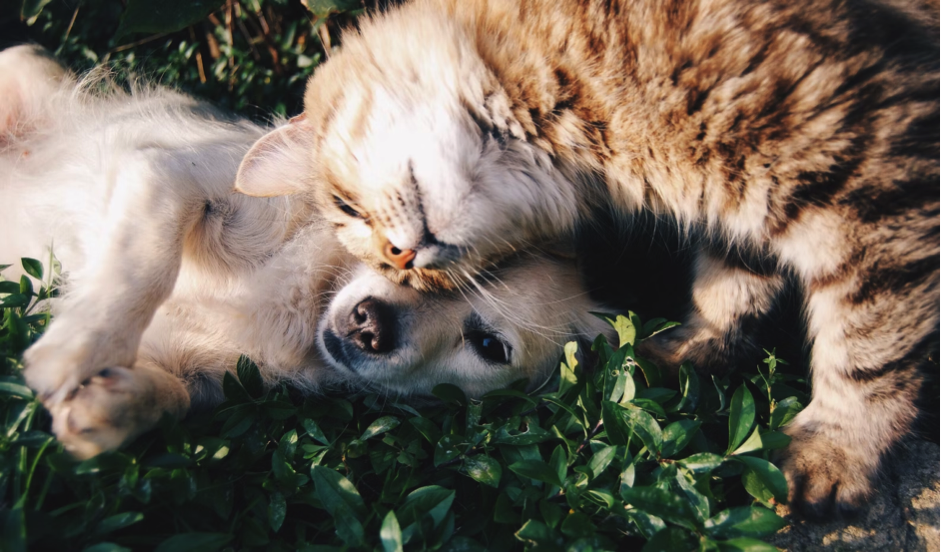 dog and cat pets snuggling outside on green grass